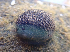 Nerita funiculata