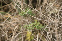 Pellaea ternifolia