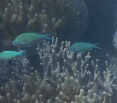 Chromis atripectoralis
