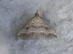 Tetanolita palligera