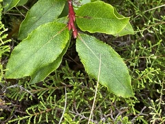 Vaccinium cylindraceum