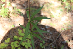 Lilium philadelphicum