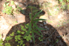 Lilium philadelphicum