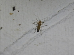 Chauliognathus cinguliventris