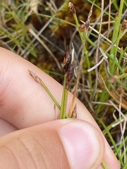 Eleocharis multicaulis