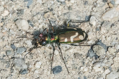 Cicindela decemnotata