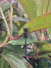 Rhionaeschna galapagoensis