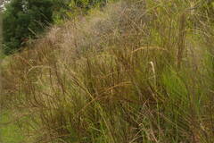Schizachyrium condensatum