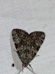 Catocala lineella
