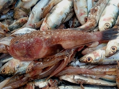 Uranoscopus guttatus