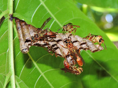 Mischocyttarus angulatus