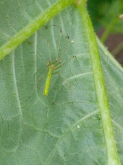 Tetragnatha squamata
