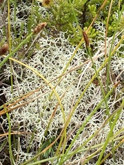 Cladonia azorica