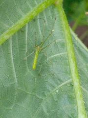 Tetragnatha squamata