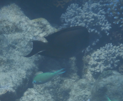 Ctenochaetus striatus