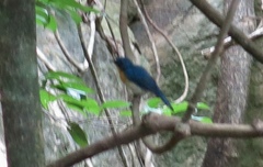 Cyornis sumatrensis