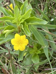Lysimachia azorica