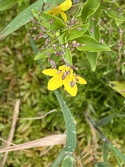 Lysimachia azorica