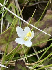 Centaurium scilloides
