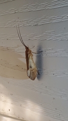 Platycentropus radiatus