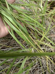 Eragrostis atropioides