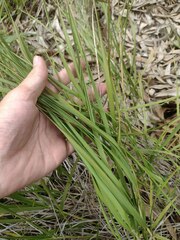 Eragrostis atropioides