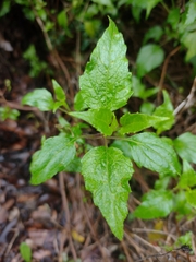 Ageratina glechonophylla