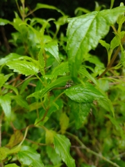 Ageratina glechonophylla
