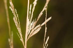 Eragrostis atropioides