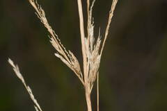 Eragrostis atropioides
