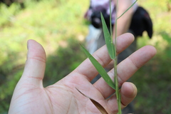 Dichanthelium boreale