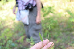 Dichanthelium boreale