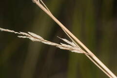 Eragrostis atropioides
