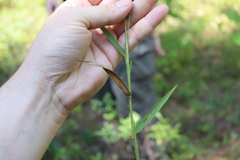 Dichanthelium boreale