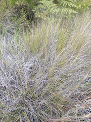 Eragrostis atropioides