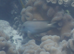 Ctenochaetus striatus