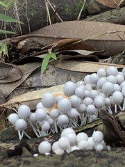 Termitomyces microcarpus