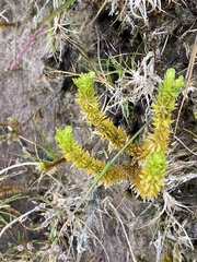Phlegmariurus dentatus