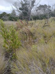 Schizachyrium condensatum