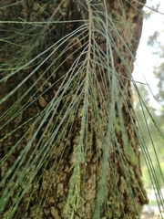 Casuarina equisetifolia