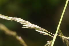 Eragrostis atropioides