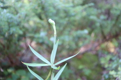 Lilium philadelphicum
