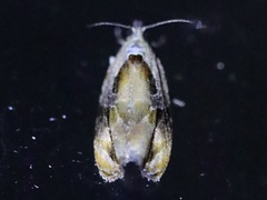 Zomaria interruptolineana