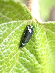 Coraebus elongaticollis