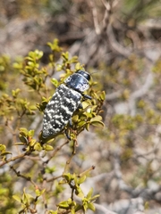 Lampetis dilaticollis