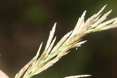 Eragrostis atropioides