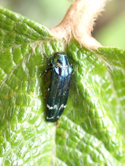 Coraebus elongaticollis