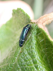 Coraebus elongaticollis