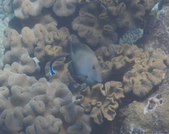 Ctenochaetus striatus