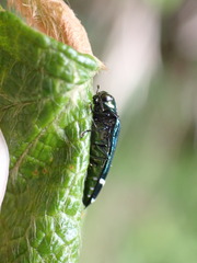 Coraebus elongaticollis